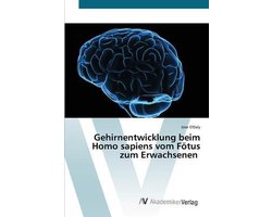 Gehirnentwicklung beim Homo sapiens vom Fötus zum Erwachsenen