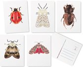 Insecten Wenskaarten Set -5 stuks - Blanco - Ansichtkaarten - Kaartje sturen - De originele illustraties zijn handgemaakt door Angela