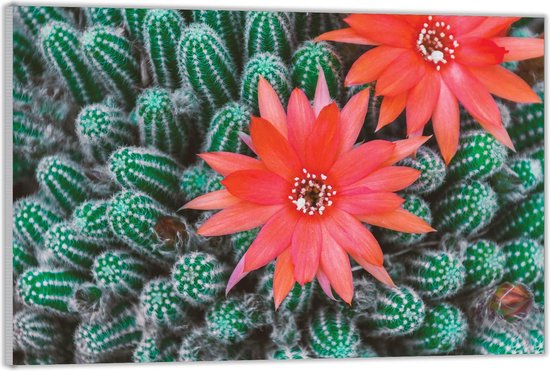 Acrylglas –Rode Bloem Tussen Cactussen– 120x80 (Wanddecoratie op Acrylglas)