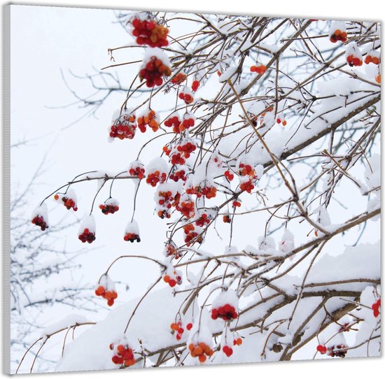 Acrylglas –Besneeuwde Takken met Rode Bloemen– 50x50 Foto op Acrylglas (Met ophang)