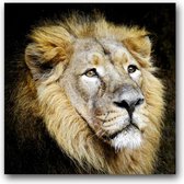 MN Collections - Schilderij - Animal Photography. - Zwart, Wit En Bruin - 100 X 100 Cm