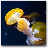 Dibond 50 x 50 cm Animal Photography.