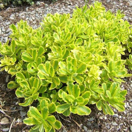 6 x Sedum Kamtschaticum - Gele bloemen