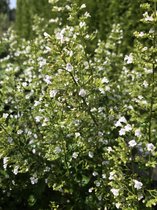 6 x Calamintha nepeta subsp. nepeta - Bergsteentijm - P9 Pot (9 x 9cm) - Dima Vaste Planten