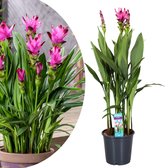 Plant in a Box - Curcuma alismatifolia Siam Supreme - Tropische bloeiende kamerplant Curcuma - Pot 19cm Hoogte 80-100cm