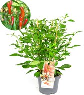 Spaanse peper plant - chilipeper - grote groenteplant met vruchten - potmaat Ø15cm - ca. 50cm hoog