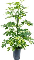 Schefflera gold capella 2pp hydrocultuur plant
