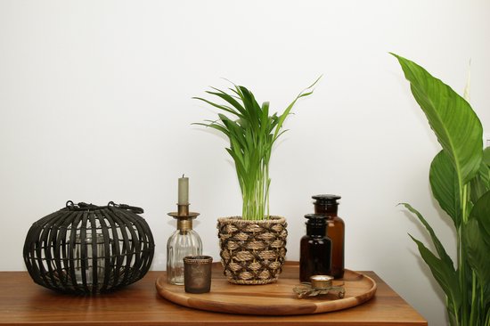 Areca en panier décoratif Guusje Naturel - plante d'intérieur purificatrice d'air - facile d'entretien Golden Palm - ↕35-50cm - Ø13 - fourni avec cache-pot - frais de la pépinière