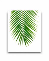 Schilderij  Tropisch palmboom blad midden - gekleurd / Planten / Bladeren / 50x40cm