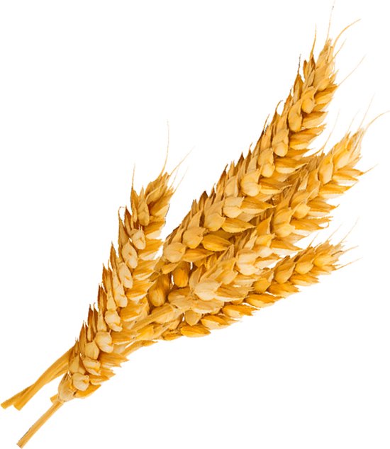 Tarwekiemolie 100ml | 100% Puur en Onbewerkt | Food Grade Kwaliteit Tarwekiem olie | Geschikt voor huid, haren en inname