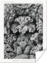 Posters - Ernst Haeckel - Kamer decoratie aesthetic - Natuur - Vintage - Zwart wit - Oude meesters - Kamer decoratie tieners - Wanddecoratie - 120x160 cm