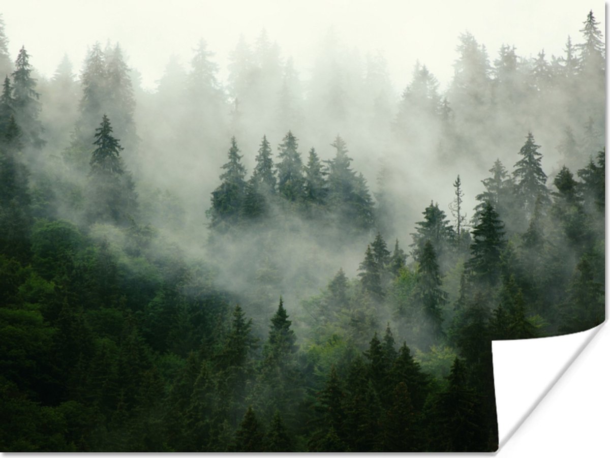 Poster Bos - Mist - Bomen - Natuur - 40x30 cm