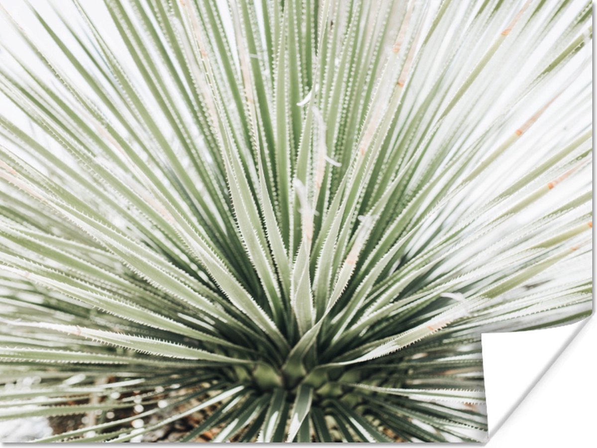 Poster Groen - Bladeren - Natuur - 40x30 cm