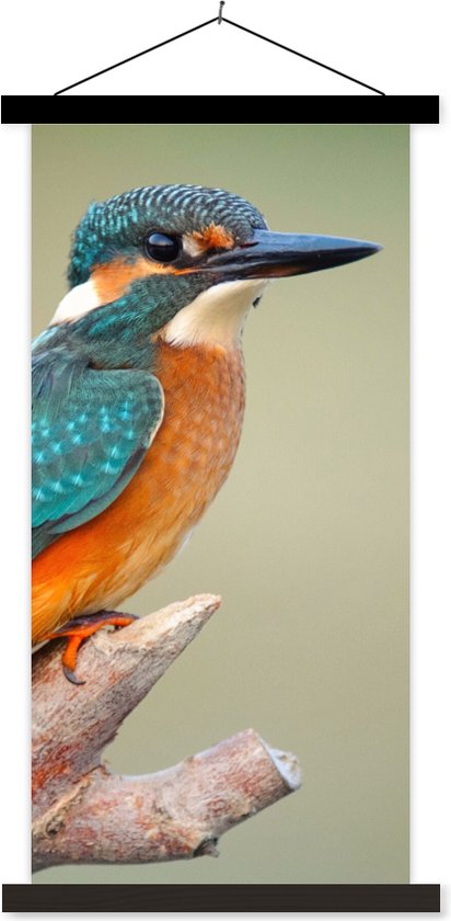 Porte-affiche avec affiche - Affiche scolaire - Vogel - Martin-pêcheur - Branche - 90x180 cm - Lattes noires