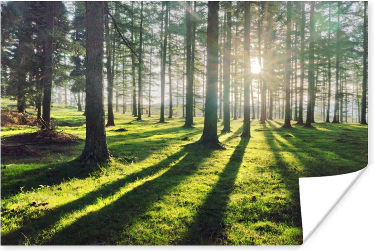 Poster Bomen - Natuur - Bos - 90x60 cm