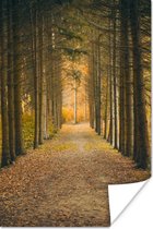 Affiche Chemin - Arbres - Forêt - 80x120 cm