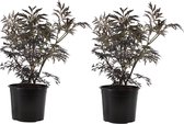 Plant in a Box - Sambucus nigra 'Black Lace' - Set van 2 - Donkerbladerige vlierbes met prachtige roze-witte bloemen - Pot 17cm - Hoogte 25-40cm