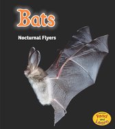 Night Safari - Bats
