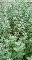 6 x Artemisia absinthium BIJVOET , ALSEM, ABSINTH in pot 9 x 9 cm