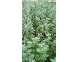 6 x Artemisia absinthium BIJVOET , ALSEM, ABSINTH in pot 9 x 9 cm