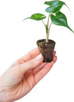 PLNTS - Baby Alocasia Stingray (Olifantsoor) - Kamerplant Pijlstaartplant- Stekplantje 4 cm - hoogte 25 cm