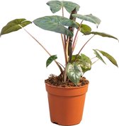 PLNTS - Alocasia Yucatan Princess - Kamerplant - Kweekpot 14 cm - Hoogte 40 cm