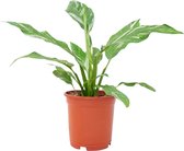 PLNTS - Spathiphyllum Diamond Variegata (Lepelplant) - Kamerplant - Kweekpot 14 cm - Hoogte 30 cm