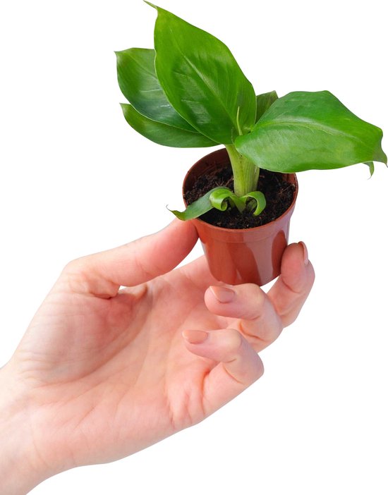 Musa – Dwarf – Bananenplant – Stekplantje – Hoogte 15cm