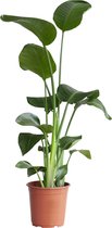 PLNTS - Strelitzia Nicolai (Paradijsvogel plant) - Kamerplant - Kweekpot 21 cm - Hoogte 85 cm