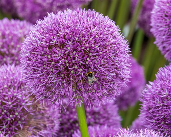 Allium - Sierui package complet 5 Allium Ambassador, Atropurpureum, Nigrum,  Purple... | bol.com