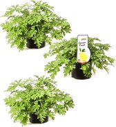 Citroengeranium - 3 stuks - potmaat Ø12cm - anti-muggen plant - verjaagt wespen - sterke citroengeur - Pelargonium Graveolens