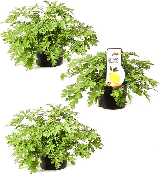 Citroengeraniums - Pelargonium Graveolens- anti-muggen plant - Ø10.5cm - 3 stuks