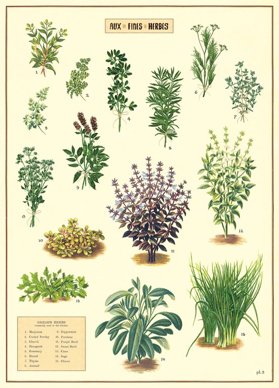 Poster Kruiden - Cavallini & Co - Schoolplaat Herbs