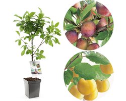 Prunus domestica Duo-Pruim | 2 pruimen op 1 stam | patio