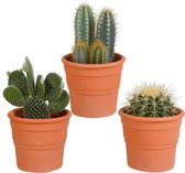 Cactussen van Botanicly – 3 × Cactus mix 10,5 cm x 3 in terracotta pot – Hoogte: 15 cm – Cactus mix - terracotta (2)