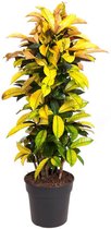 Plant in a Box - Codiaeum variegatum - Codiaeum Iceton - Pot 31cm - Hoogte 140-150cm