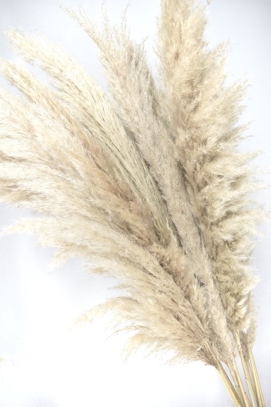Close-up van natuurlijke, beige pampas pluimen met witte achtergrond.