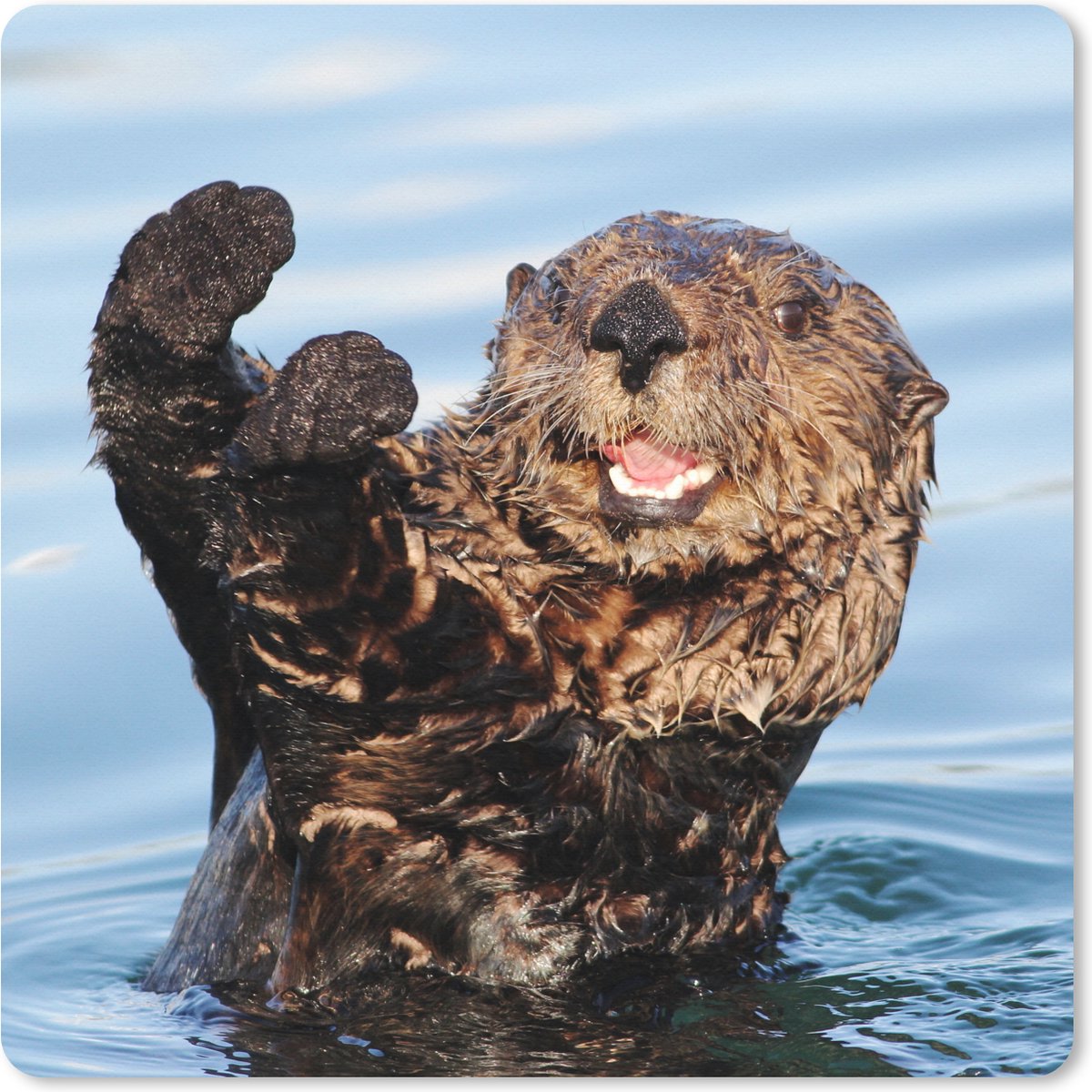 Muismat XXL 60x60 cm - Bureau onderlegger - Bureau mat Otter in het water - Bureaumat - Gaming mousepad xl - Bureaulegger groot - Computer deskmat