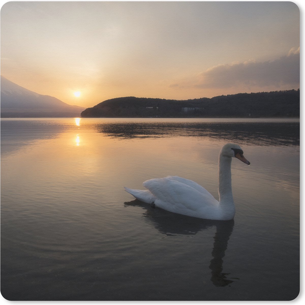 Muismat XXL 50x50 cm - Bureau onderlegger - Bureau mat Zwaan - Berg - Zon - Bureaumat - Gaming mousepad xl - Bureaulegger groot - Computer deskmat