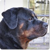 Muismat XXL - Bureau onderlegger - Bureau mat - Zijaanzicht van het hoofd van een Rottweiler - 50x50 cm - XXL muismat