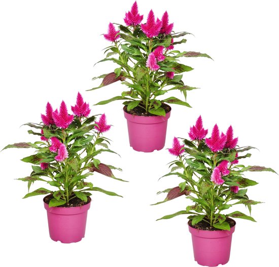 8 diervriendelijke niet giftige kamerplanten 10 Celosia Deep Purple - Hanekam - Tuinplant - balkon - terras - kamerplant - 3 stuks - potmaat Ø12cm - H38-45 cm