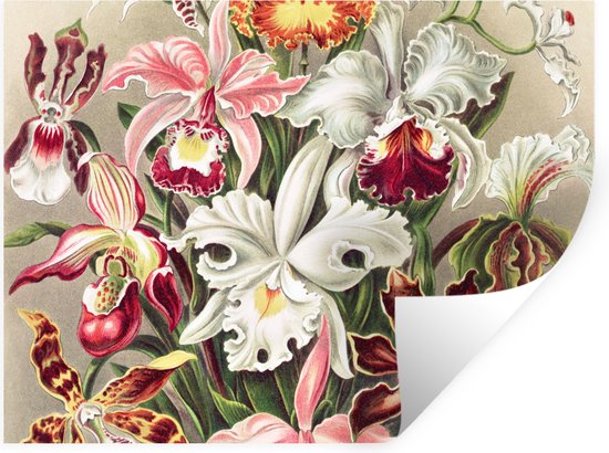 Muurstickers - Sticker Folie - Bloemen - Ernst Haeckel - Vintage - Orchidee - 40x30 cm - Plakfolie - Muurstickers Kinderkamer - Zelfklevend Behang - Zelfklevend behangpapier - Stickerfolie