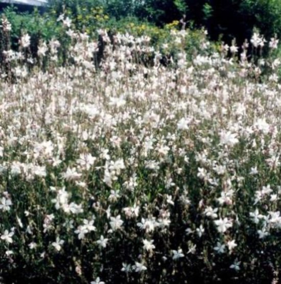 Gaura lindheimeri - Linheimers Prachtkaars - pot 9 x 9 cm - 6 stuks