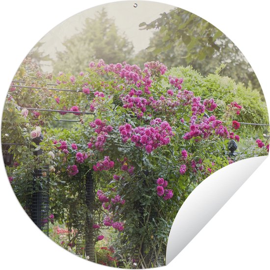 Tuincirkel roze rozen groeien als planten in de wilde natuur - Tuinposter