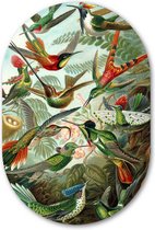 Muurovaal Kolibries Meesterwerk van Ernst Haeckel - WallCatcher | Acrylglas 40x60 cm | Ovalen schilderij | Wandovaal Kunstwerk Kolibries