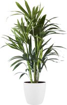 Kamerplant van Botanicly – Kentiapalm incl. sierpot wit als set – Hoogte: 90 cm – Howea forsteriana Kentia