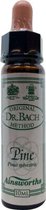 Ainsworth Pine Bach Flower Remedy - 10 ml - Etherische Olie