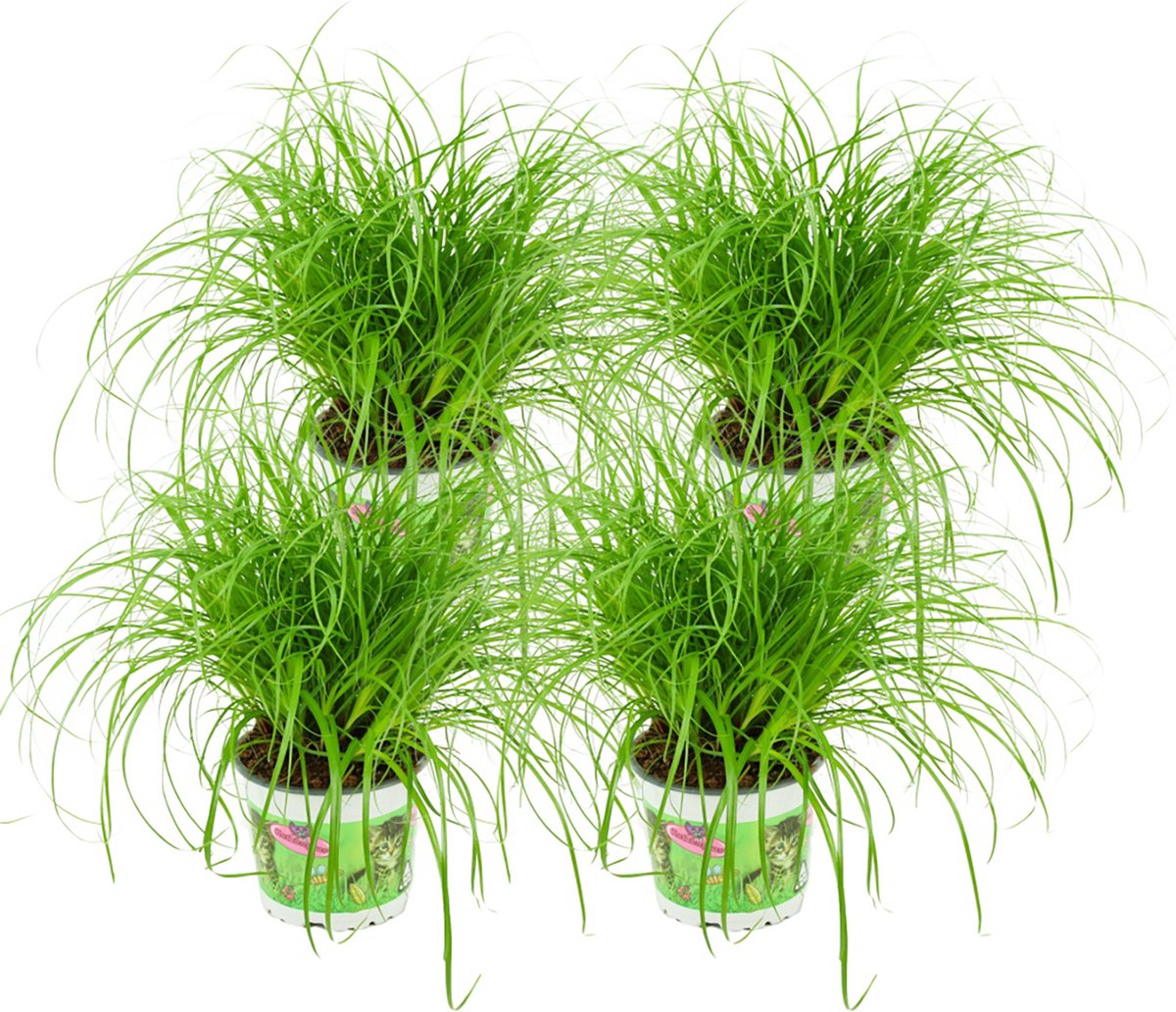 Cyperus - Kattengras - 4 Stuks - Ø 12 cm - Hoogte: 25-30 cm - Kamerplant