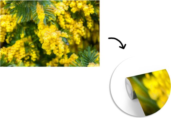 Papier peint photo en vinyle - Fleurs de mimosa jaune largeur 450 cm x hauteur 300 cm - Tirage photo sur papier peint (disponible en 7 tailles)