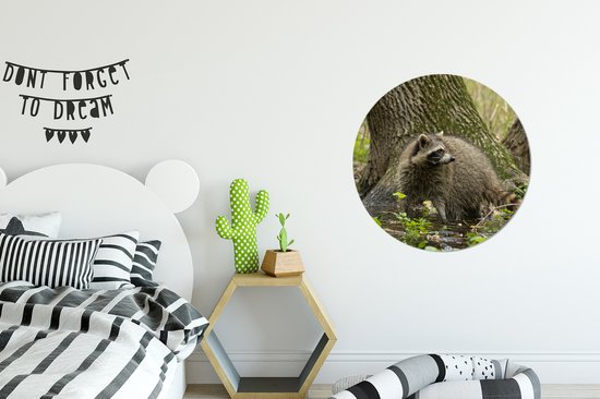 WallCircle - Wall Circle - Wall Circle Indoor - Raton Laveur - Sauvage - Forêt - 60x60 cm - Décoration murale - Peintures Ronds